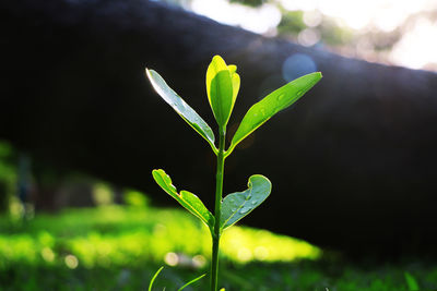 Close-up of plant growing on field