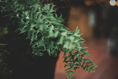 Close-up of potted plant