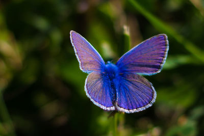 Close-up of butterfly on flower