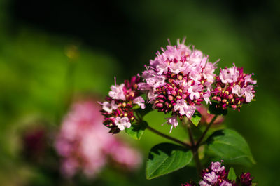 Summer flowers