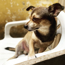 Close-up of a dog looking away