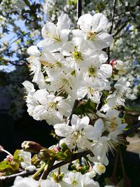 Close-up of white cherry blossoms in spring