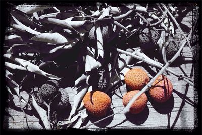 Close-up of green leaves