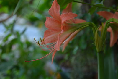 Close-up of red flowering plant