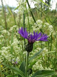 Close-up of purple flowers blooming outdoors