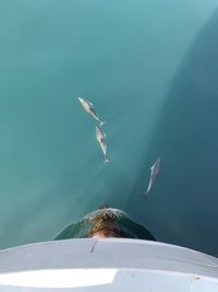 Bird flying over sea