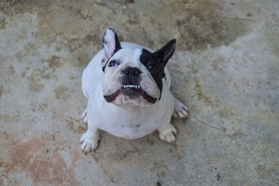 High angle portrait of a dog