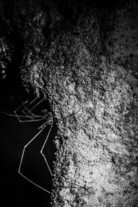 Close-up of spider on web