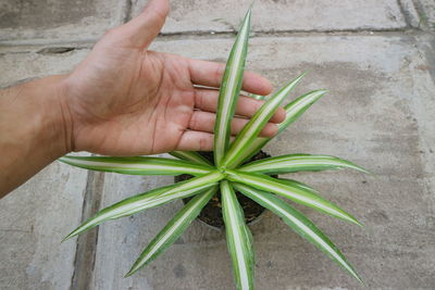 Midsection of person holding plant