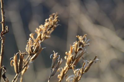 Close-up of flowers growing outdoors