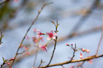 Close-up of cherry blossom on tree