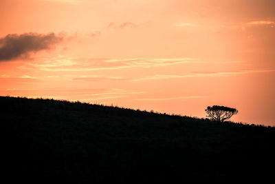Silhouette plants on field against sky during sunset
