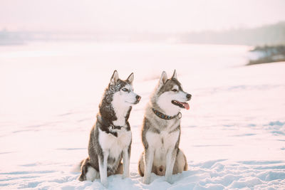 Dogs on snow