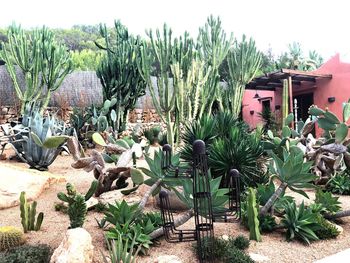 Cactus plants growing on field