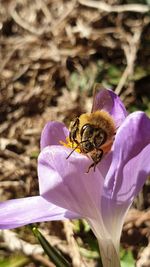 Close-up of bee pollinating on purple flower