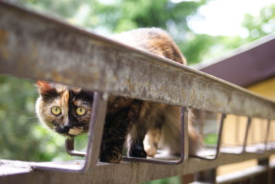 Close-up portrait of cat