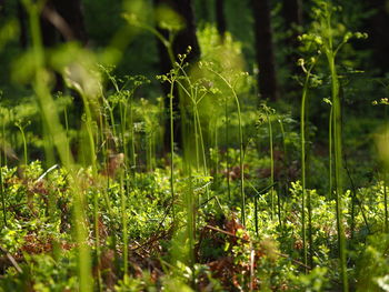 Close-up of wet grass on field