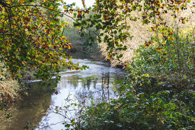 Scenic view of lake in forest