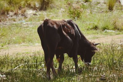 Horse standing in a field