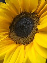 Close-up of sunflower