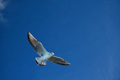 Low angle view of seagull flying