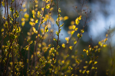 Close-up of plant against blurred background