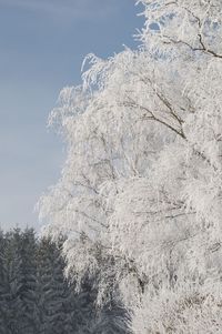 Low angle view of frozen tree against sky