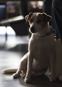 Close-up of dog looking at camera