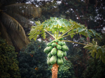 Close-up of papaya tree