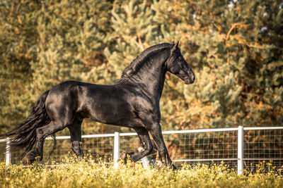 Side view of a horse on field