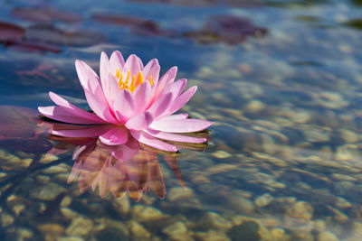 Close-up of water lily in lake