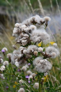 Close-up of white flowering plant on field