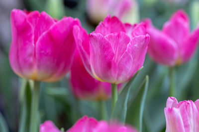 Close-up of pink tulips