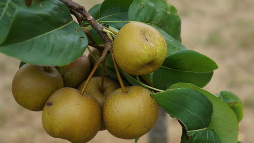 Close-up of granny smith apples growing on tree