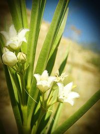 Close-up of white flowers