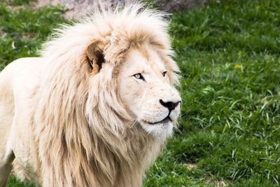 Close-up portrait of a cat