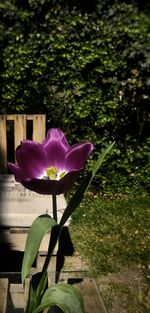 Close-up of purple flower