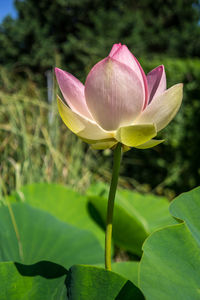 Close-up of lotus water lily in pond