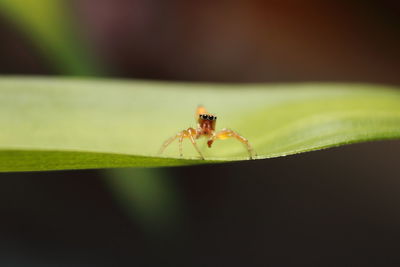 Close-up of spider