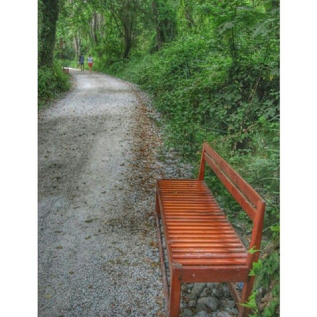 transfer print, tree, auto post production filter, the way forward, tranquility, tranquil scene, forest, nature, day, scenics, empty, road, transportation, outdoors, growth, no people, beauty in nature, footpath, absence, diminishing perspective