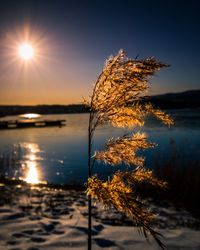 Plant on beach against sky during sunset