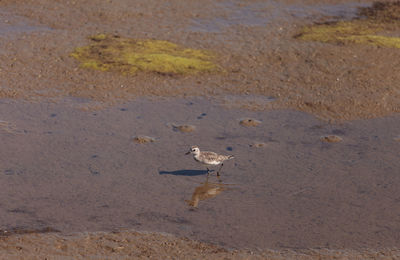 Side view of a bird in shallow water