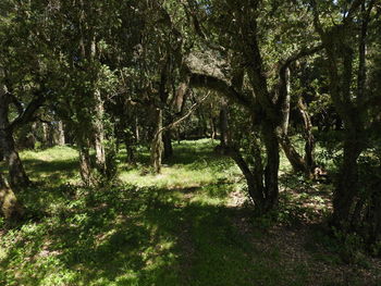 Low angle view of trees