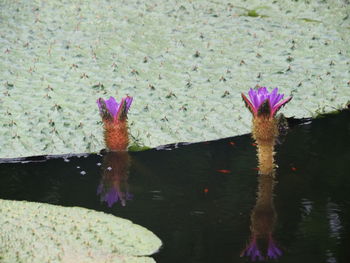 Close-up of lotus water lily in lake