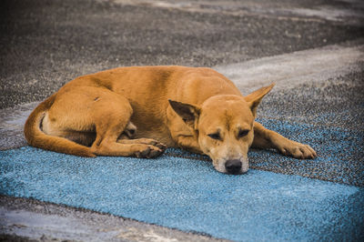 View of a dog sleeping on the road