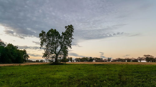 Tree on field against sky