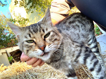 Full length of hand holding cat