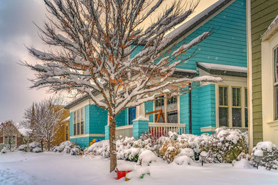 Snow covered tree by building in city