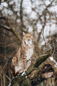 Lynx on bare tree in forest