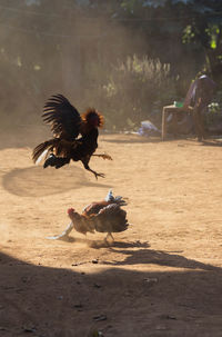 Birds on ground